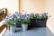 Violet flowers in pots and containers standing on wooden table on balcony