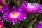 Violet flowers and thick green leaves of carpobrotus. Carpobrotus edulis is an edible and medicinal plant. Succulents