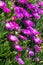 Violet flowers and thick green leaves of carpobrotus. Carpobrotus edulis is an edible and medicinal plant. Succulents