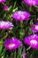 Violet flowers and thick green leaves of carpobrotus. Carpobrotus edulis is an edible and medicinal plant. Succulents