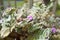 Violet flowers of Tradescantia sillamontana - Cobweb Spiderwort