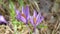 Violet flowers among the vegetation of the forest. Unedited photograph