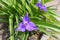 Violet flowers of Virginia spiderwort in May