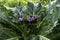 Violet flowers of wild Mandragora plant