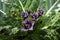 Violet flowers of wild Mandragora plant