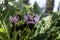 Violet flowers of wild Mandragora plant