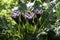 Violet flowers of wild Mandragora plant