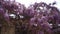 Violet flowers of wisteria climbing a stone fence