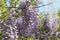 Violet flowers of Wisteria closeup