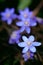 Violet forest flower