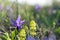 Violet forest flower closeup