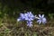 Violet forest flower common hepatica