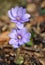 Violet forest flower, Hepatica transsilvanica