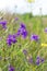 Violet forking larkspur flowers, purple meadow wild flowers