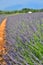 Violet Fragrance in the open field