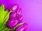 Violet Fresh Spring Tulips Flowers Concept Woman`s day Greeting Card Valentines Bright Violet Background Natural Light