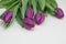 Violet Fresh Tulip Flowers on Neutral Light Background. Spring Greeting Background with copy Space.