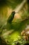 Violet-fronted Brilliant, Heliodoxa leadbeateri sitting on branch, bird from tropical forest, Manu national park, Peru