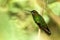 Violet-fronted Brilliant, Heliodoxa leadbeateri sitting on branch, bird from tropical forest, Manu national park, Peru