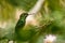 Violet-fronted Brilliant, Heliodoxa leadbeateri sitting on branch, bird from tropical forest, Manu national park, Peru,hummingbird