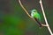 Violet-fronted brilliant, perched hummingbird in Peru