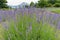 Violet full bloom lavender blossom close up