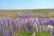 Violet full bloom lupin blossom field