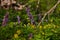 Violet fumewort and yellow anemone flower in dark forest thicket, light and shadow play, phytomedicine pagan belief herb