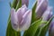 Violet garden tulips