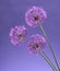 Violet Garlic Flowers