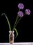 Violet Garlic Flowers in vase