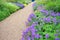 Violet geranium flowers along the path