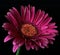 Violet gerbera