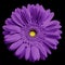 Violet gerbera flower, black isolated background with clipping path. Closeup. no shadows. For design.