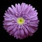 Violet gerbera flower on the black isolated background with clipping path. Closeup. no shadows. For design.