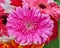 Violet gerbera flower closeup