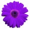 Violet gerbera flower, white isolated background with clipping path. Closeup. no shadows. For design.