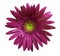 Violet gerbera flower on white isolated background with clipping path. Closeup. no shadows. For design.