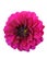 Violet Gergina Flower Close Up isolate on white background