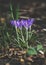 Violet giant crocus flowers blooming in the garden