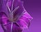 Violet gladiolus flower
