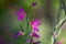 Violet Gladiolus italicus Flowers on Sunset