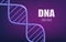 Violet glowing background of realistic 3d dna molecular structure.