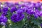 Violet gloxinia in brown pot on the border