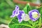 Violet gloxinia flowers on a background of green leaves