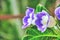 Violet gloxinia flowers on a background of green leaves