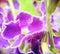 Violet golden dew-drop, Pigeon-berry, sky-flower