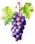 Violet Grapes on a Branch with a Simple Drawing of a Flower