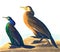Violet-green Cormorant and Townsend\\\'s Cormorant illustration