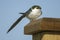 Violet-green Swallow (Tachycineta thalassina),